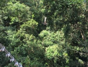 【パタヤ 観光 穴場】大自然のジップラインアクティビティ「フライト オブ ザ ギボン」~Flight of the Gibbon ~